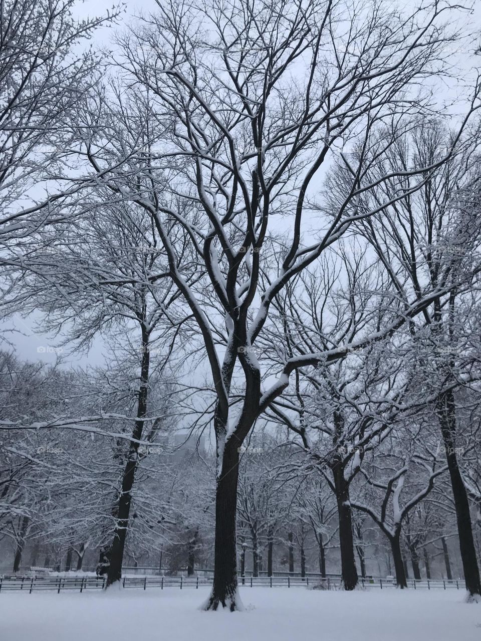 Snowy hike in Central Park 