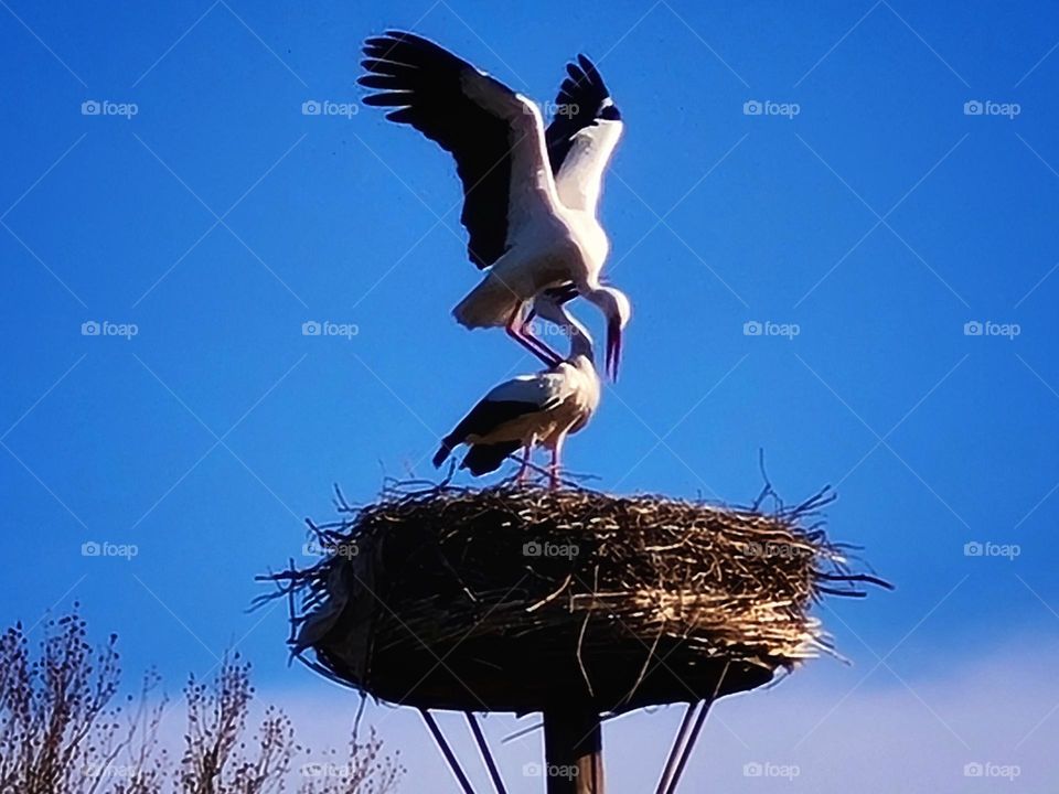 Storks