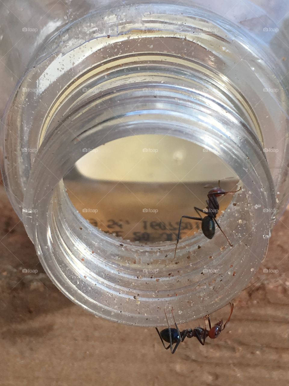 Australian worker ant crawling inside and outside glass jar laying on its side exploring for food