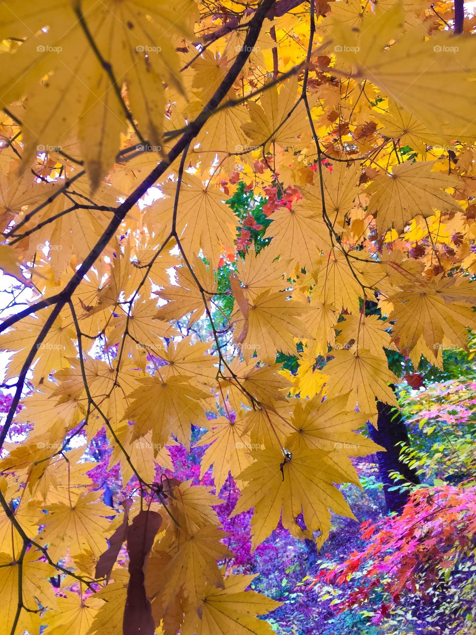 Leaves in fall 