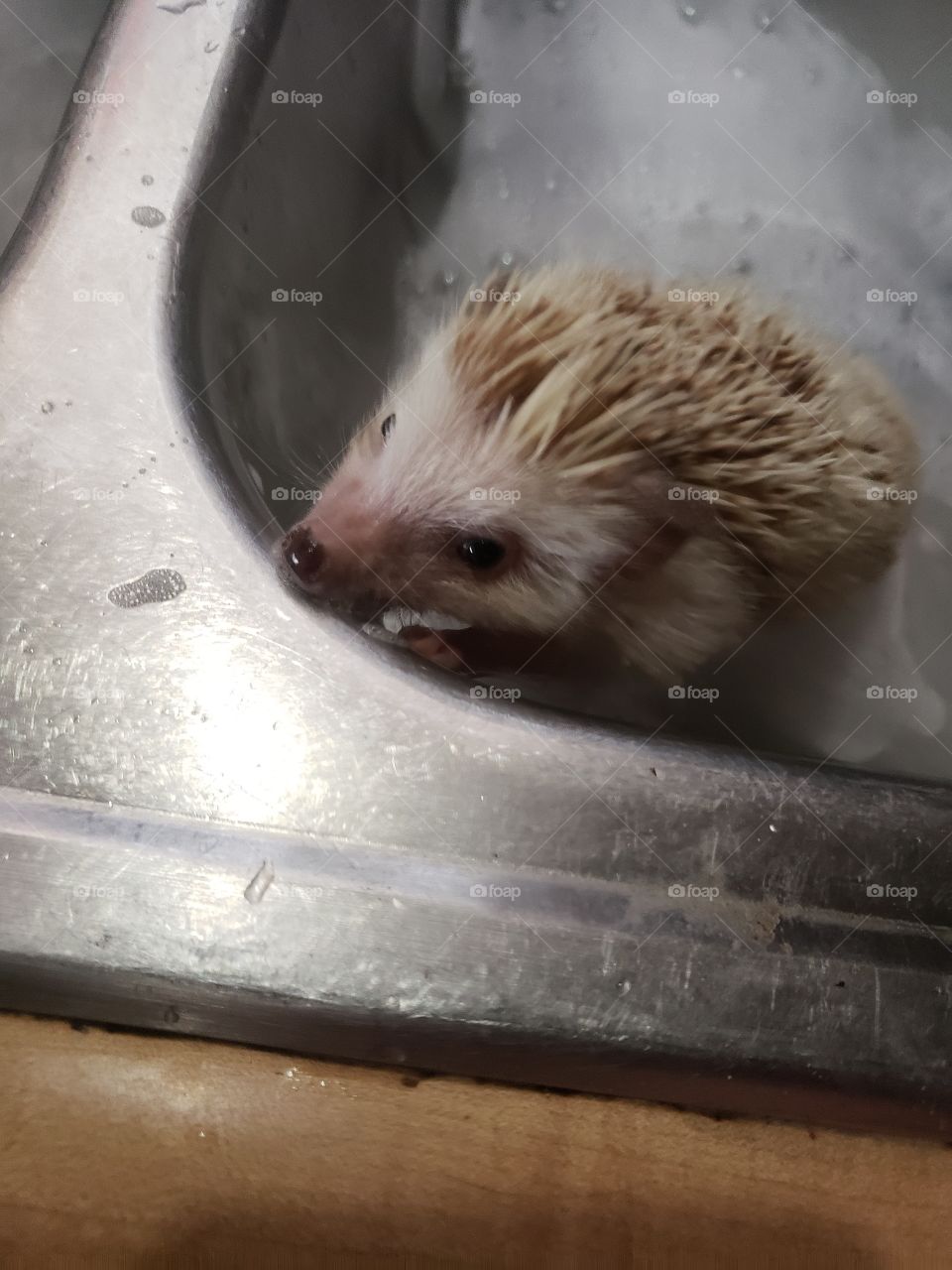 hedgehog bath