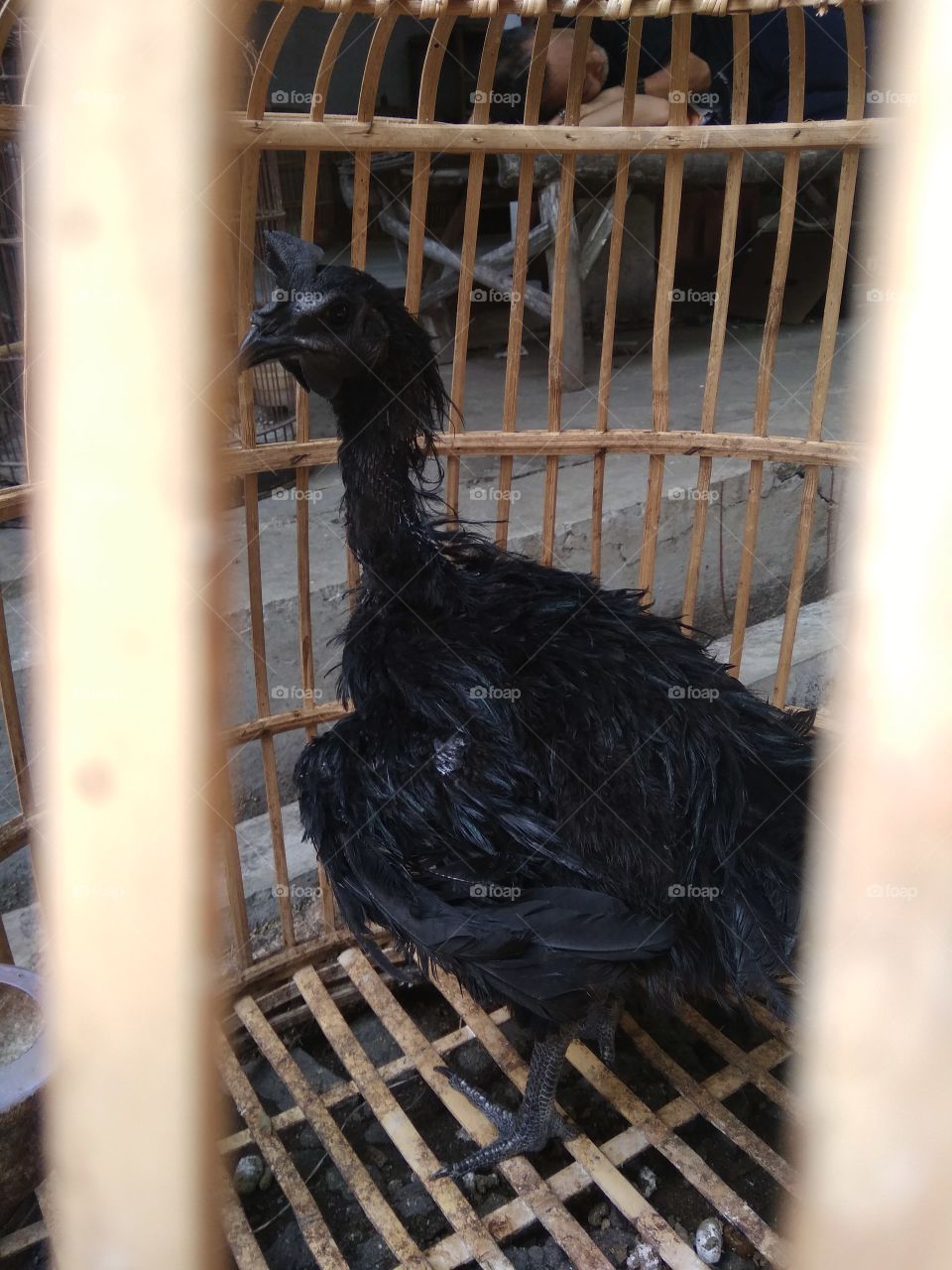 ayam cemani (unik)