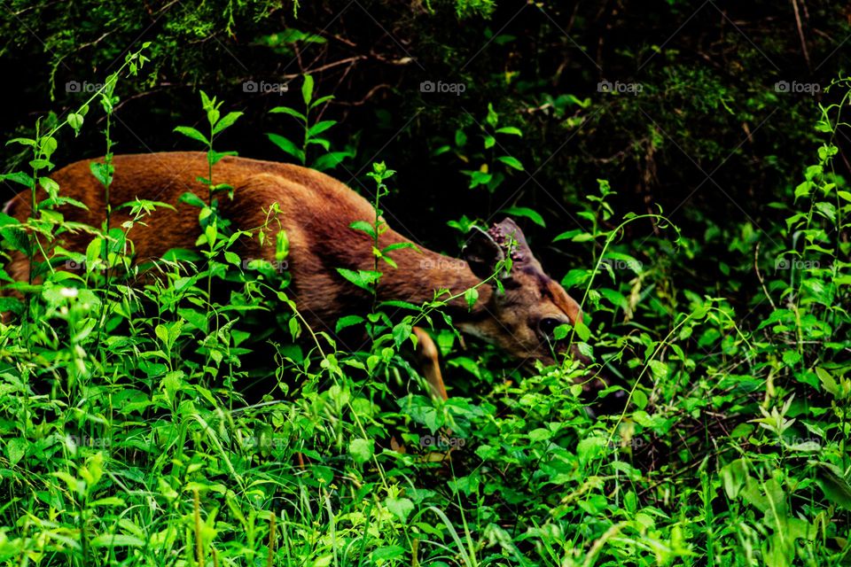 deer roaming around in the brush