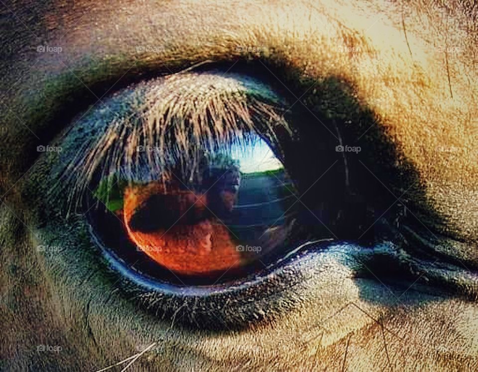horse eye