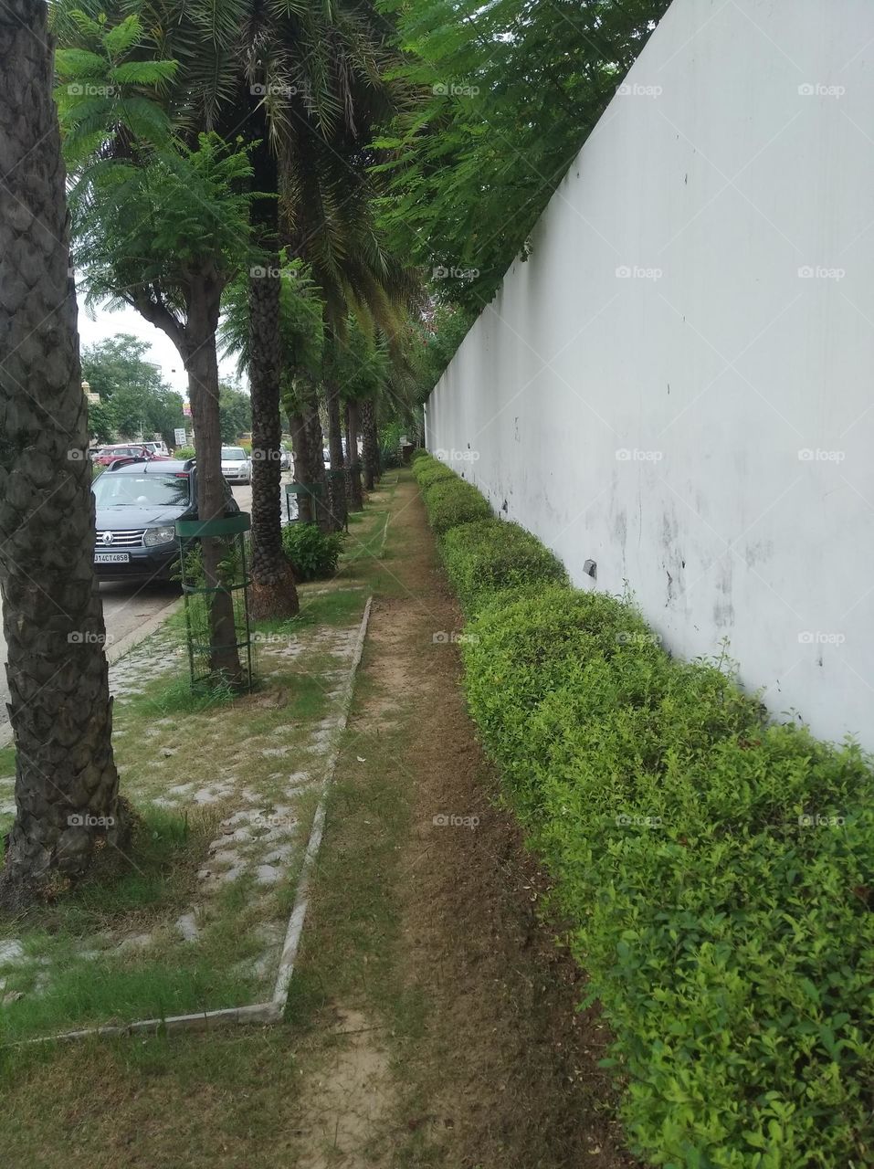 green shurb small size looks very beautiful generally found everywhere