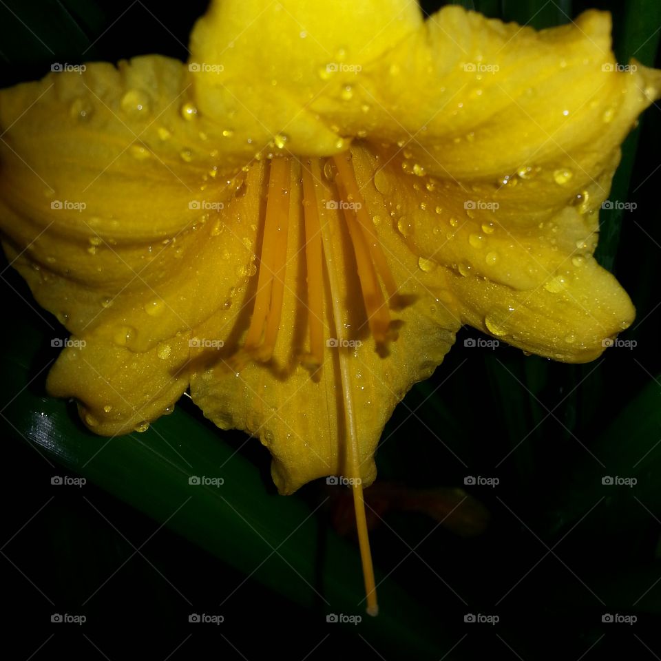lily in the rain