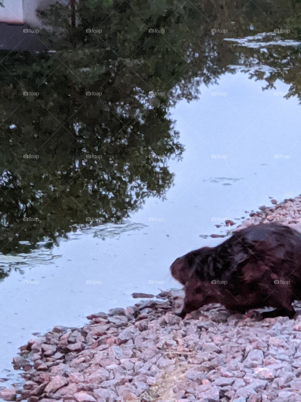 Beaver heading to the pond