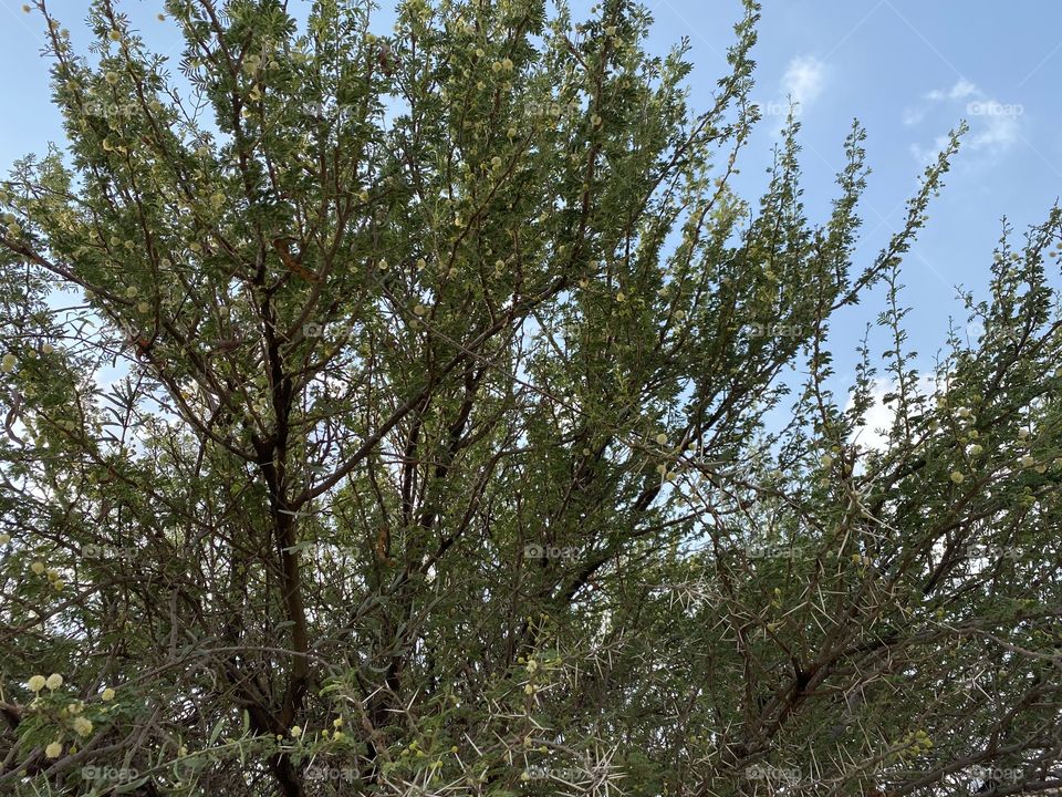 Taif mountains ⛰ rocks ,desert , amazing herbal ,tree 