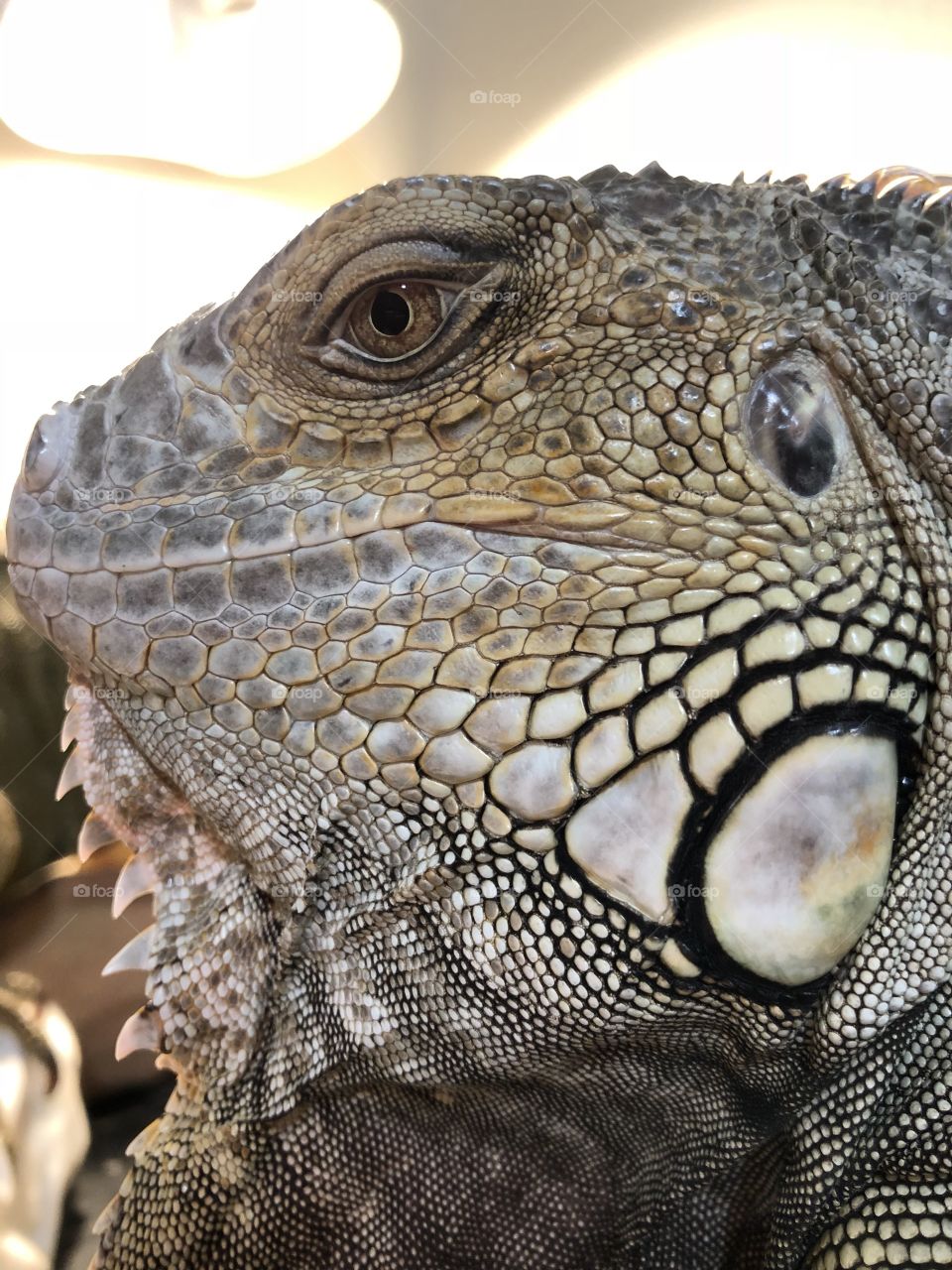 Iguana lovers