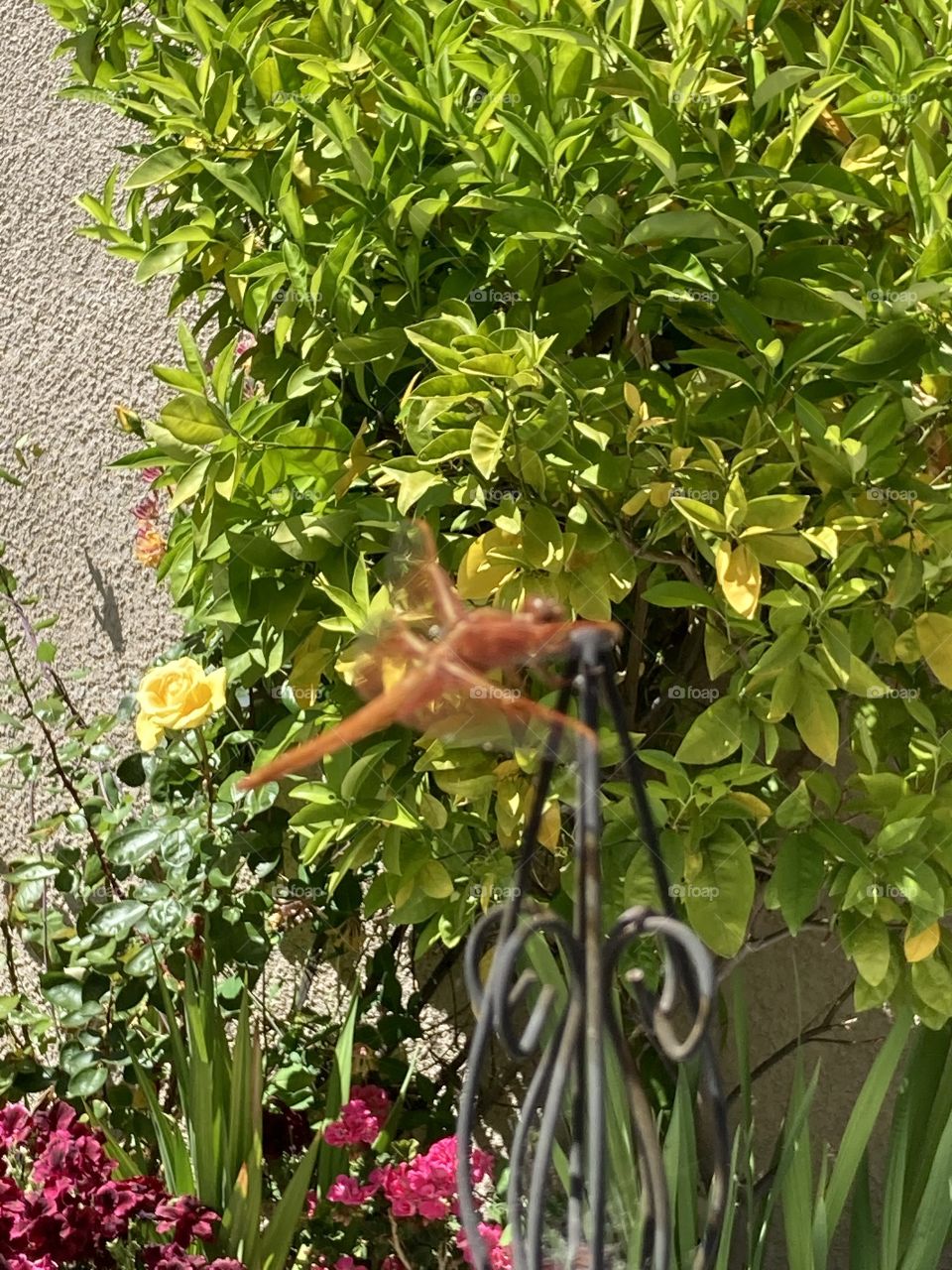 Bright orange dragonfly in summer flower garden 