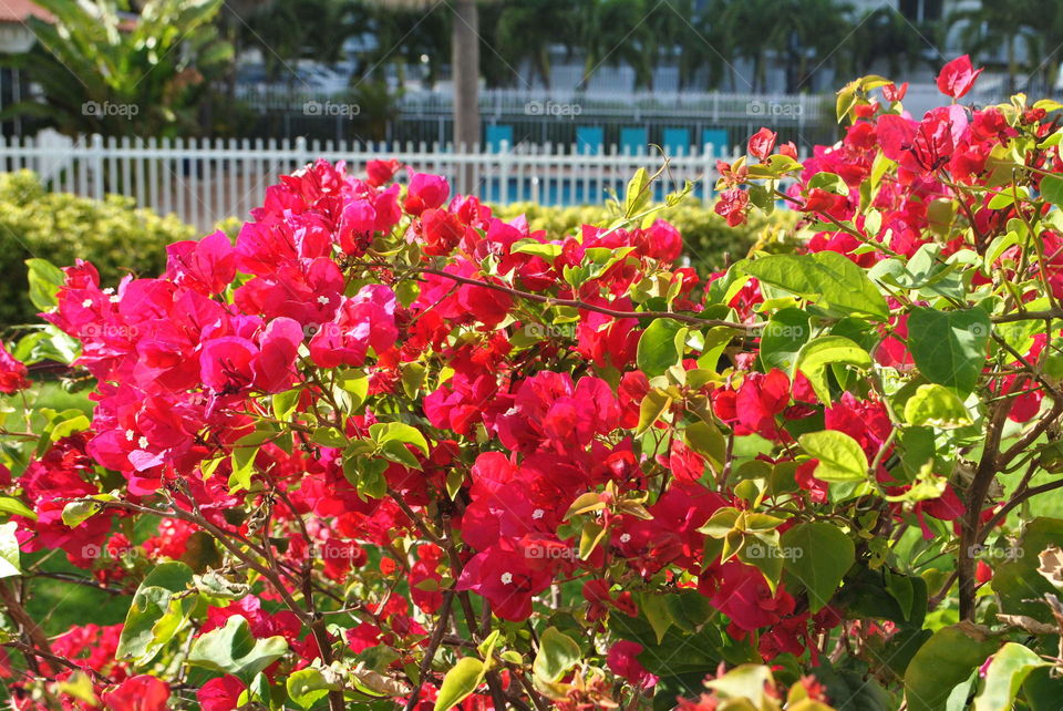 A pink bush