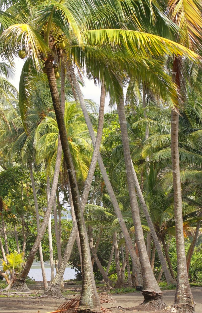 Coconuts Trees on beach