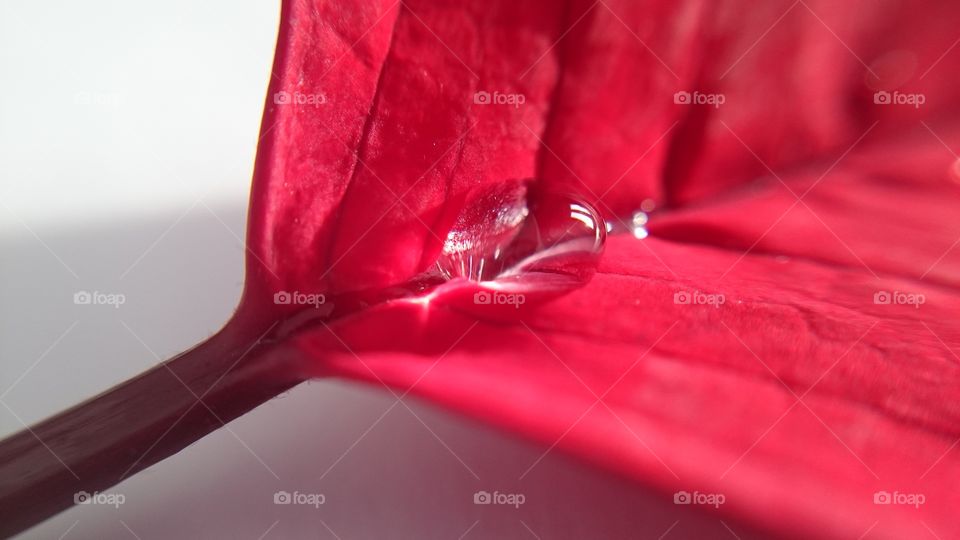 Water drop on red leaf