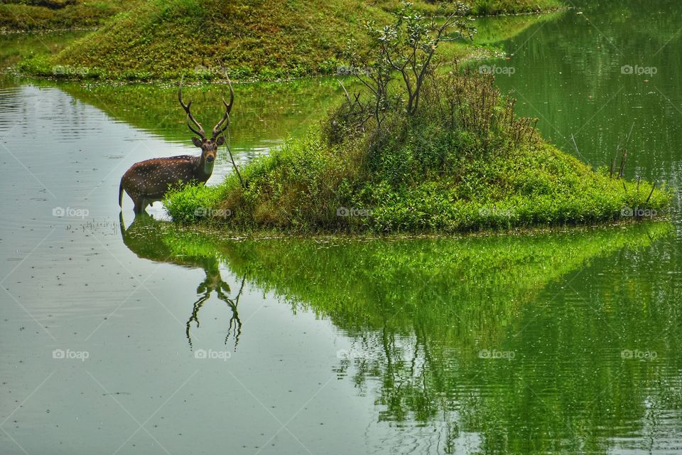 Deer and reflection on water