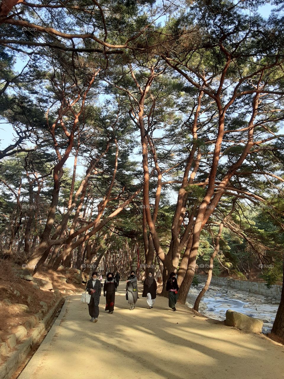 수나무 at the edge of the road. it gives fresh air and protect people from direct sunlight during summer. people loves coming here to do some walking for healthy life