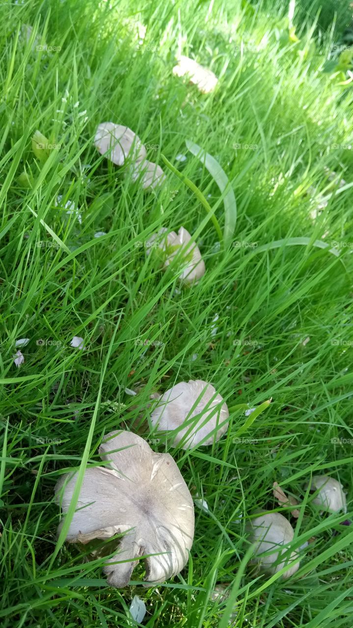 Petals in the grass and mushrooms.
