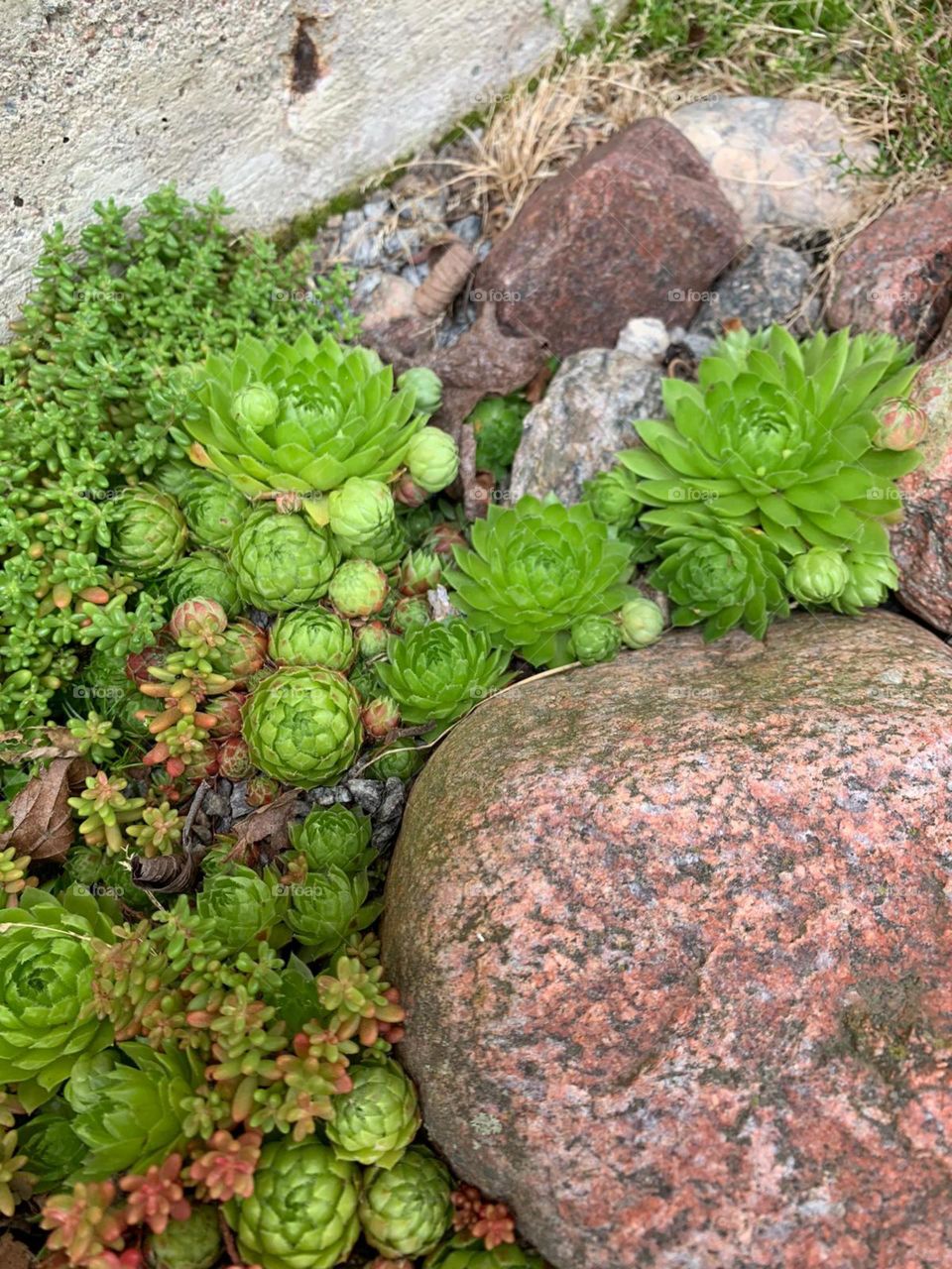Plants and stones 