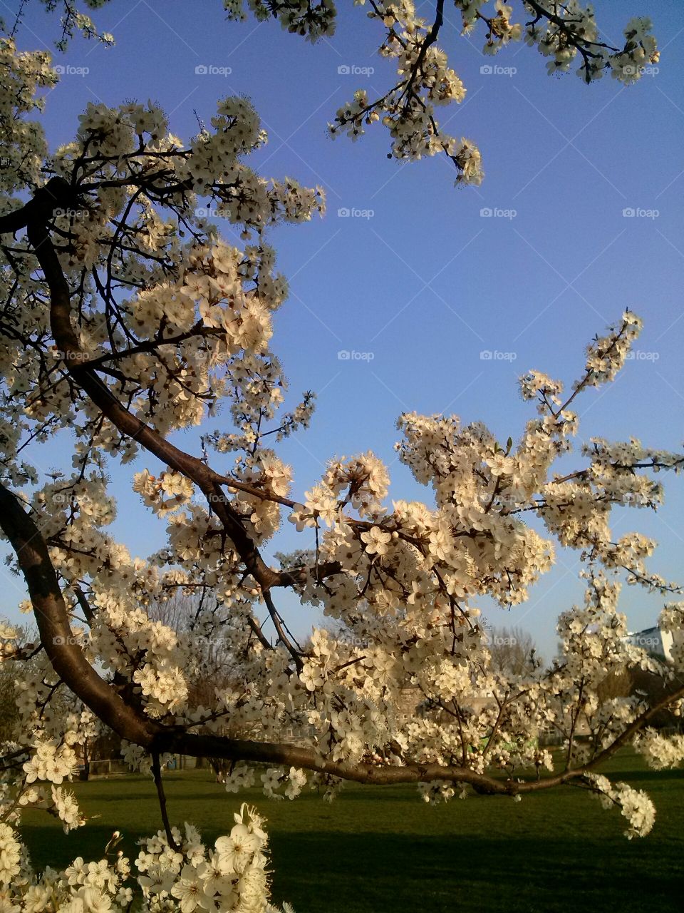 Apple tree in blossom. Poland