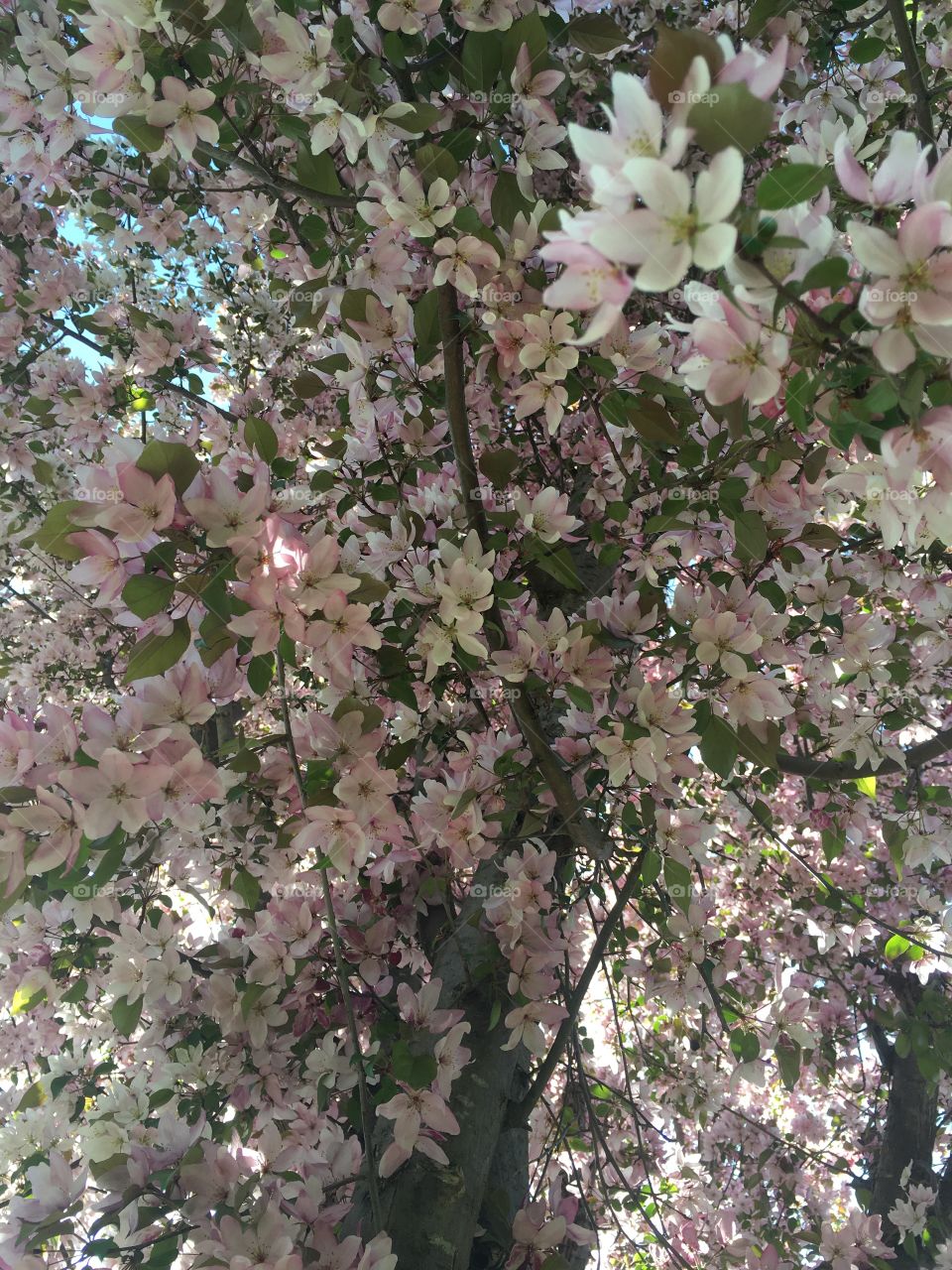 Cherry Tree Blossom Blooms III