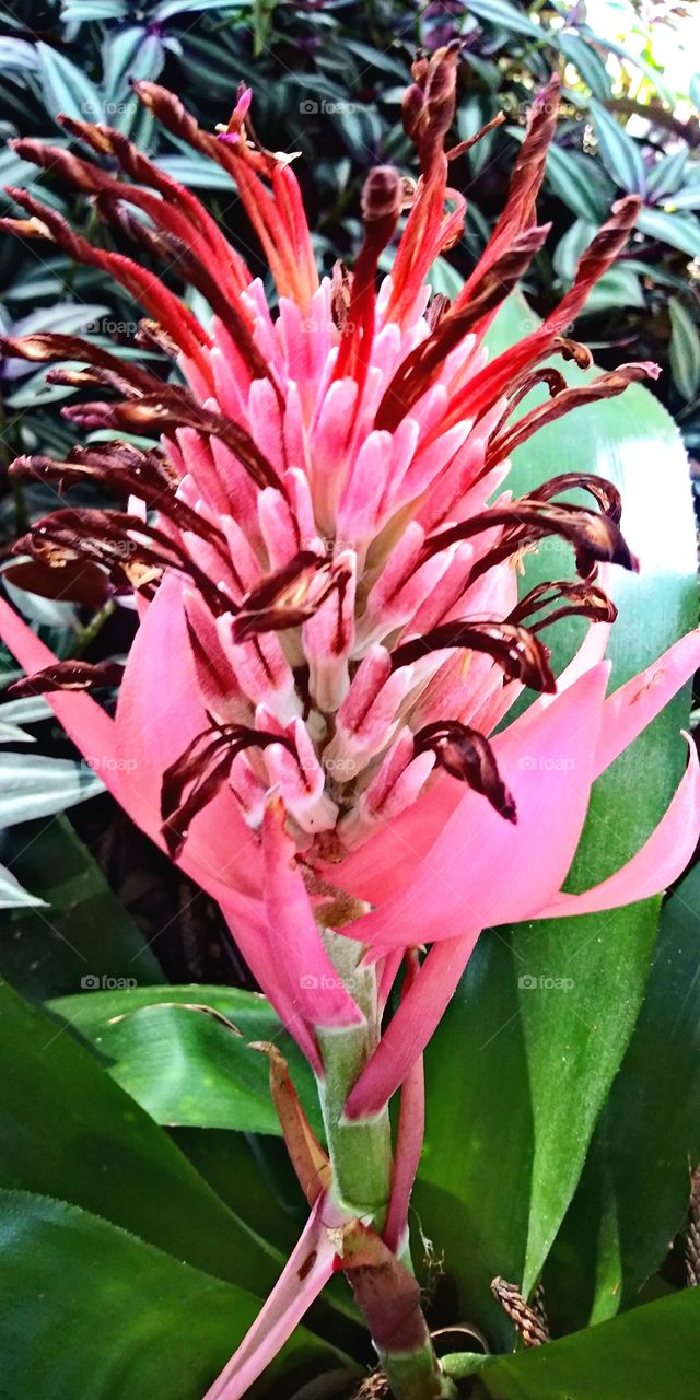 pink pineapple flower