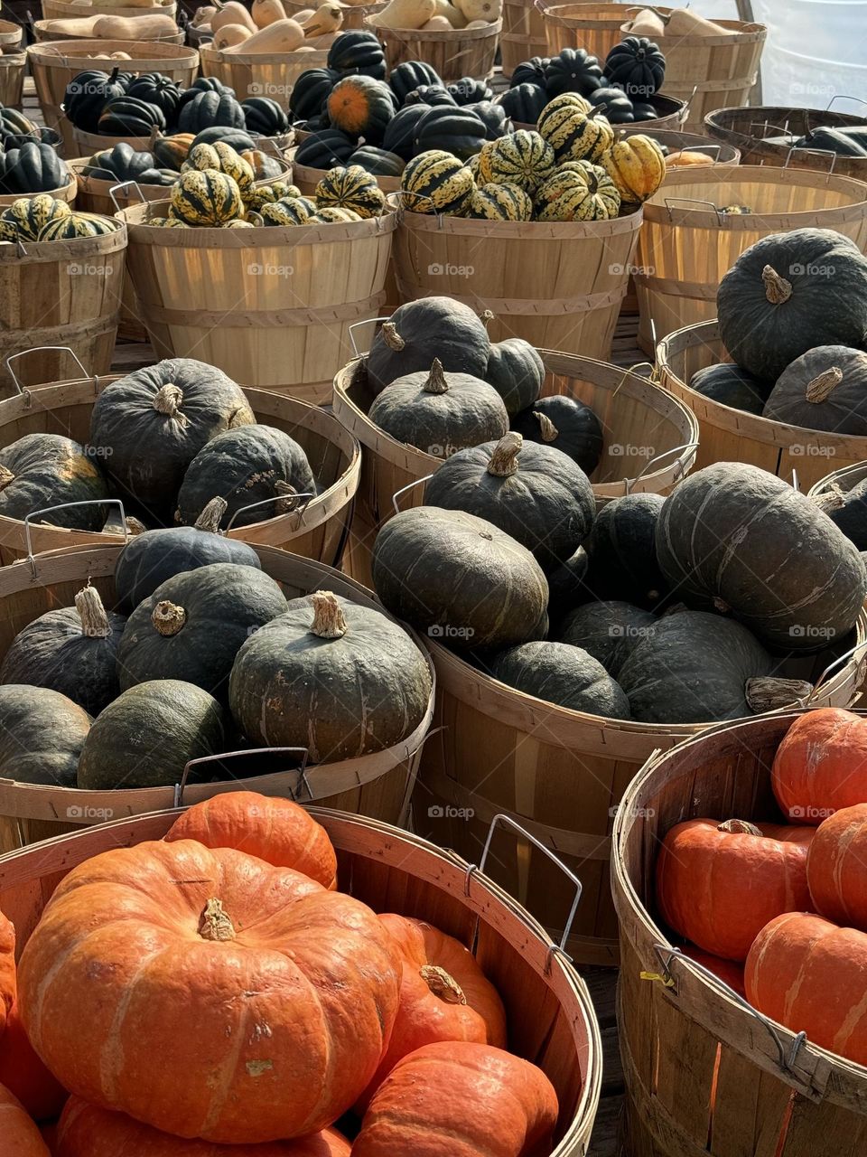 Gourds