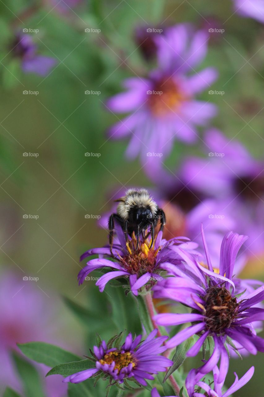 The beauty of fall asters, purple petals draw in the bees and final pollination