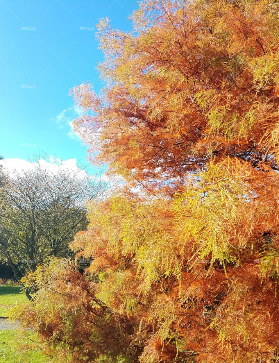 Gorgeous yellow autumn trees