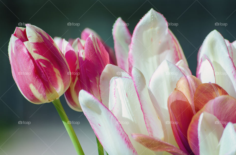 Tulips Bouquet