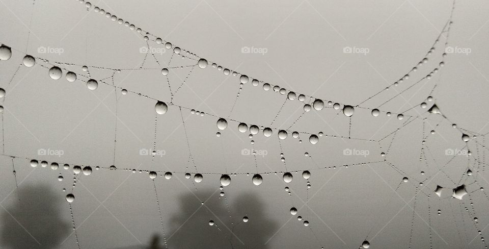 spider net with dew drop in winter season