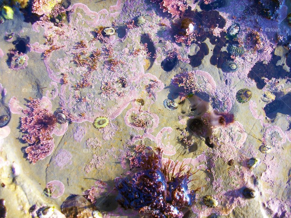 Some creatures on the ocean coast 