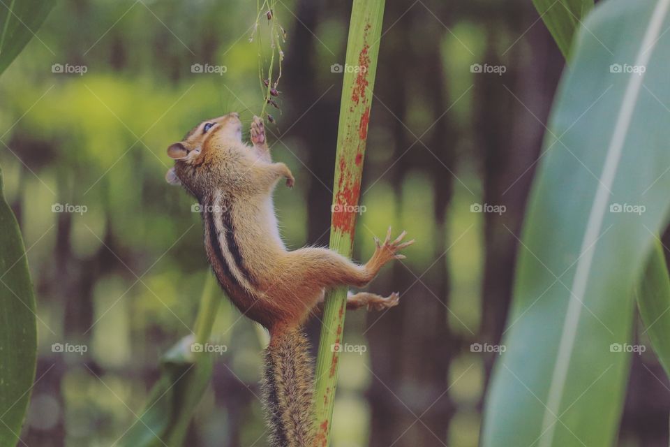 A cute, wild chipmunk falling from the top of a plant