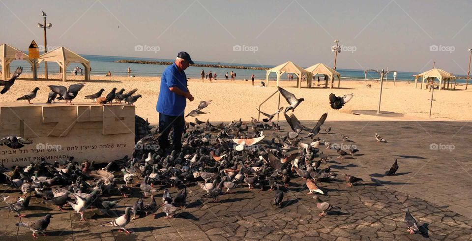 море, мужчина кормит голубей