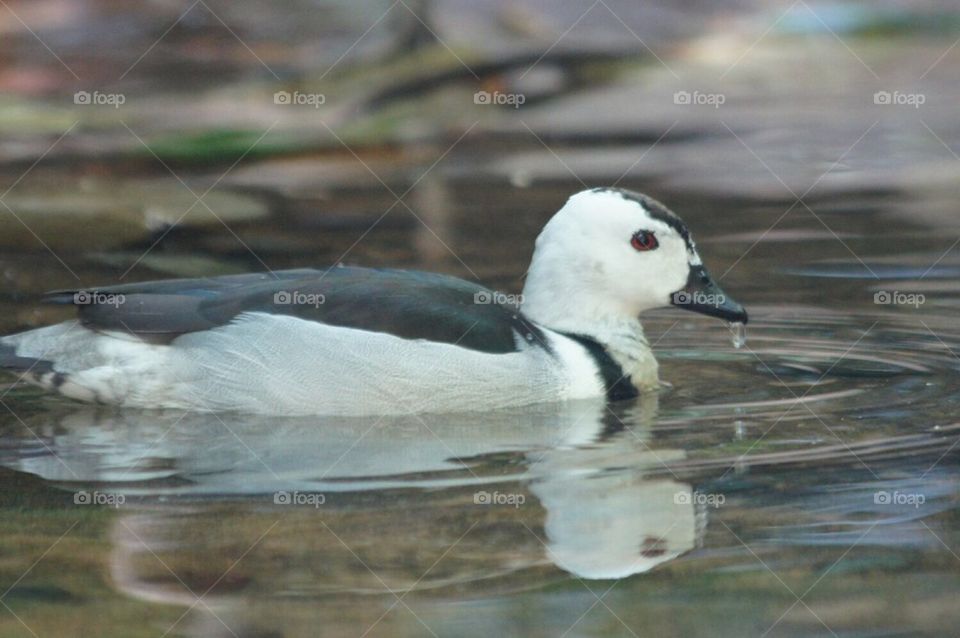 Indian Pygmy Goose