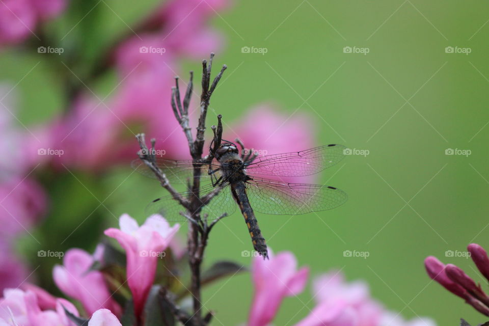 Dragonflies and blooms