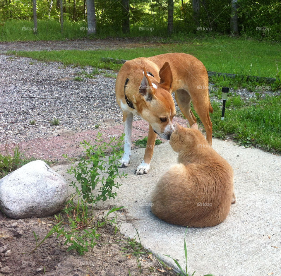 dog cat love friends by serenitykennedy