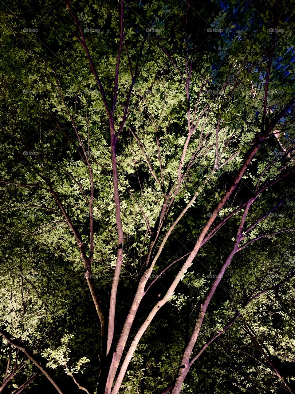 A green tree lit up at night