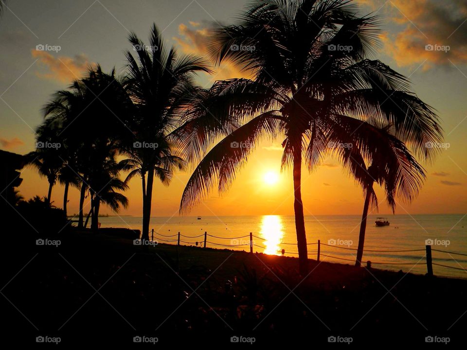 Beach, Palm, Sunset, Tropical, Seashore