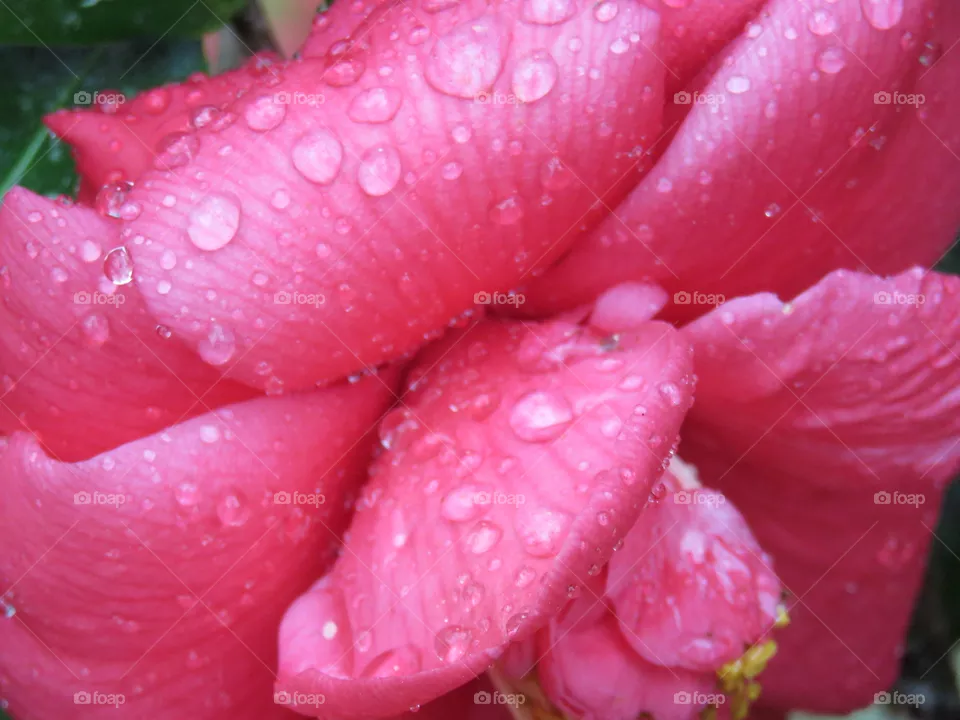 camellia