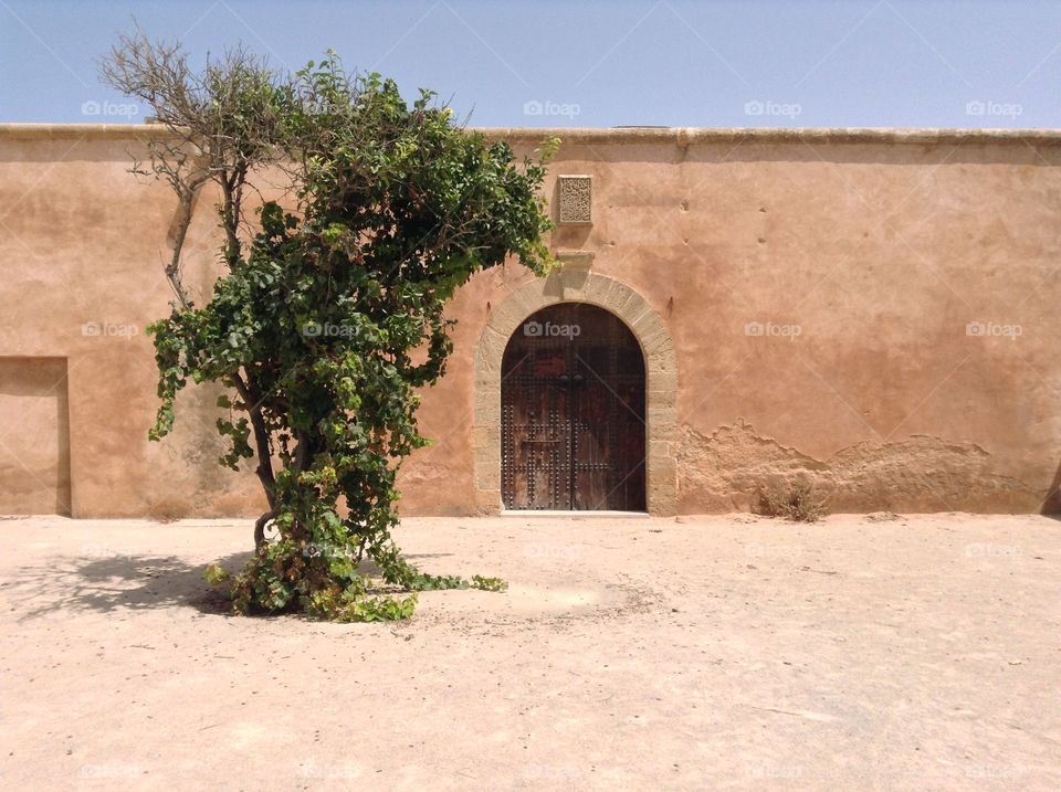 Tree and door in desert