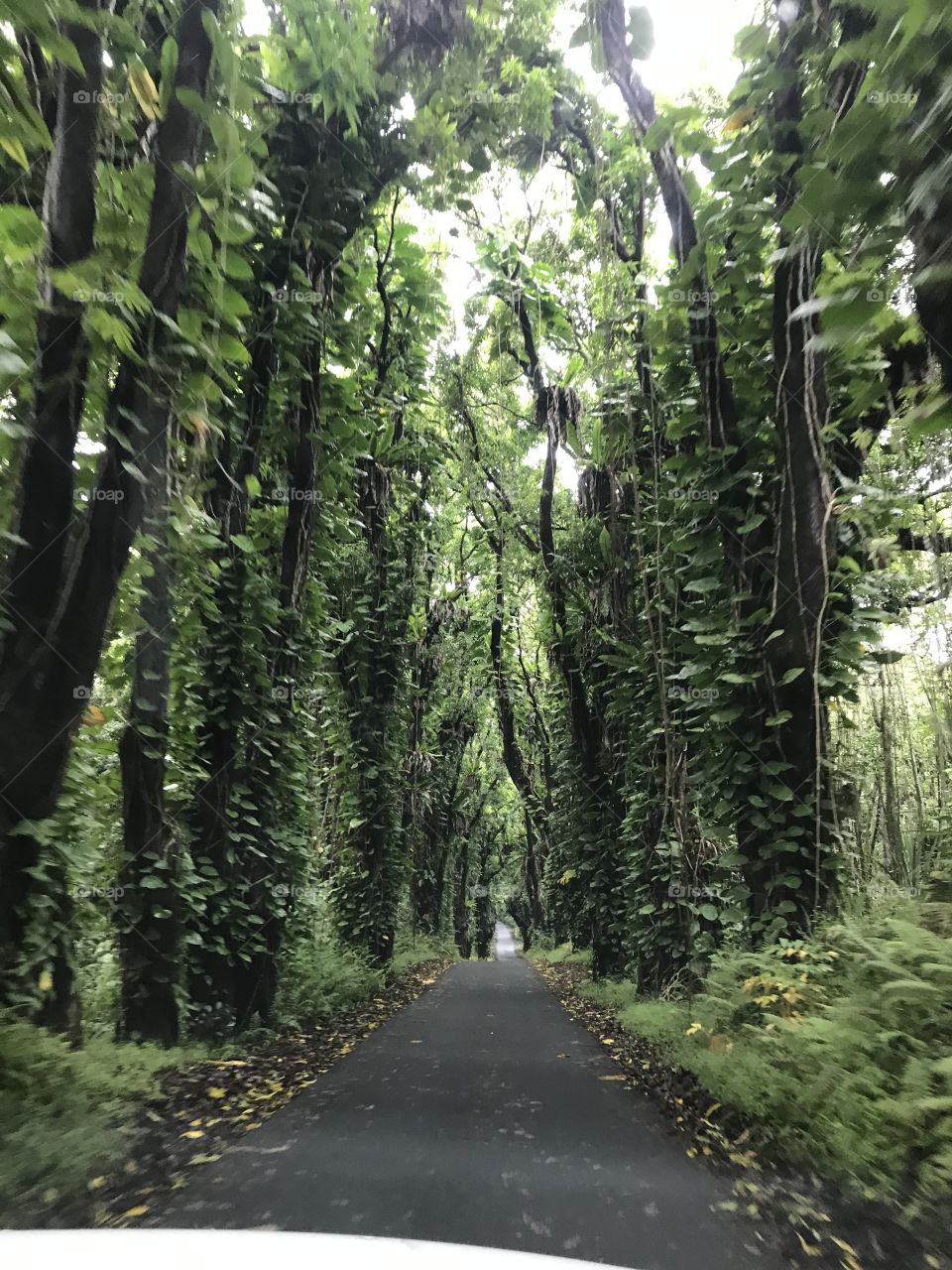 Old Mango Tree Grove. Big Island Hawaii