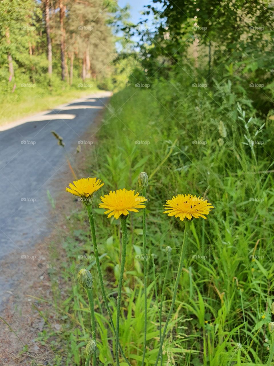 Löwenzahn am Wegrand