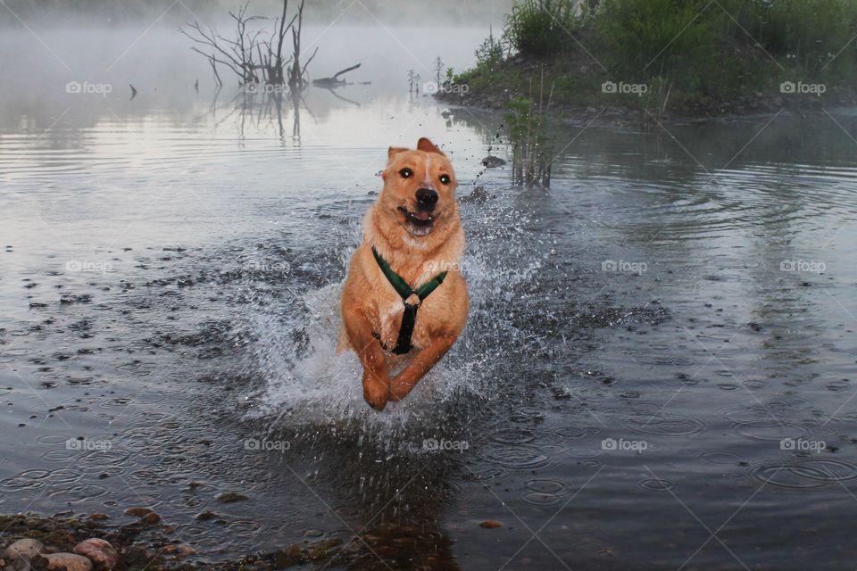 Yellow lab running excitedly through water