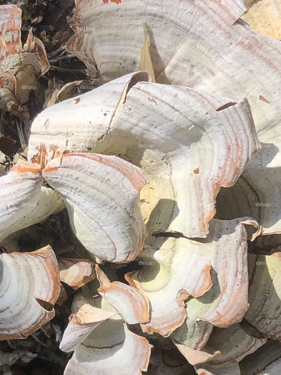 Some mushrooms that I found on a log that have already begun to wilt here in Texas- wish I would have found them before they started to wilt! 🤍