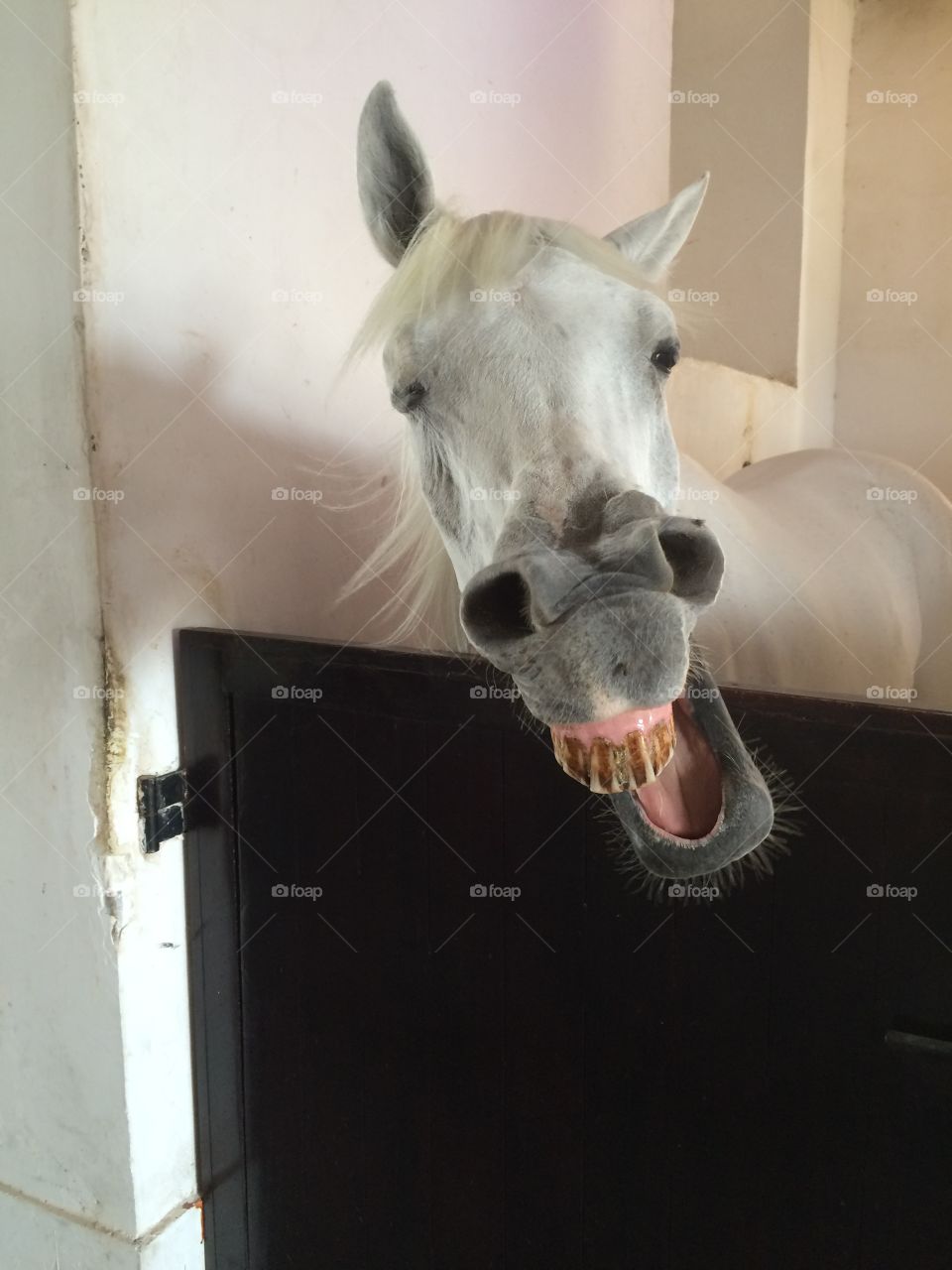 Stables in Doha, Qatar. A laughing horse! 