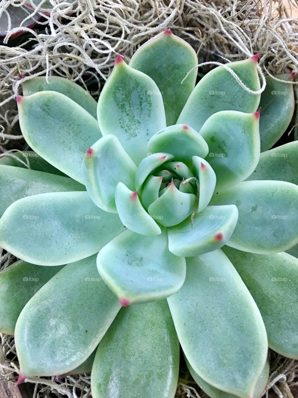 Succulent