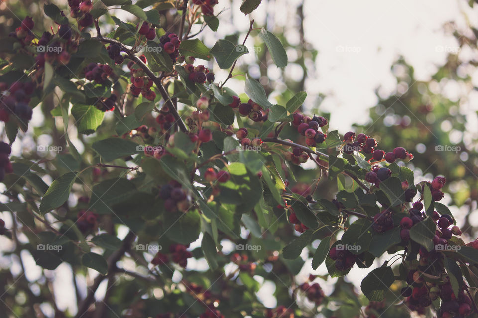 Berry bush