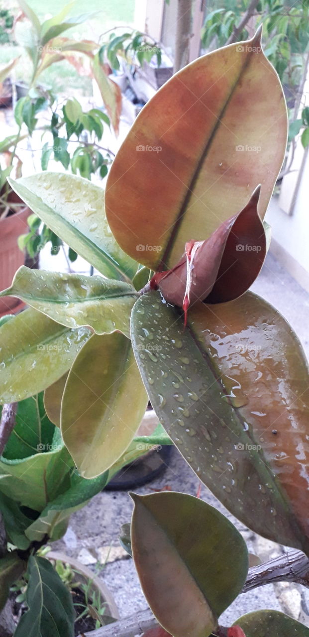 rain drops on ficus leaves