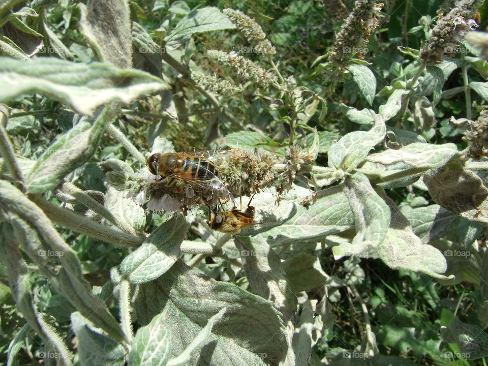Wild mint and insects