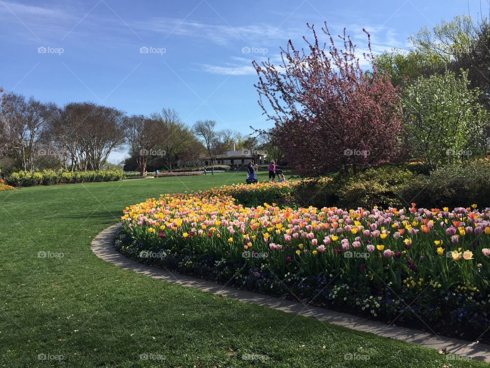 Susan Archer. Tulips blooming at arboretum in Dallas, TX