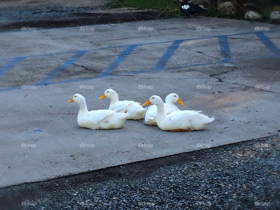 Ducks . I love the symmetry of the ducks!  